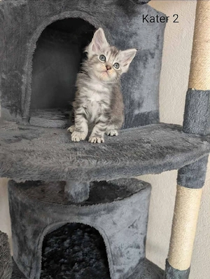 Maine Coon Kitten mit Stammbaum  Bild 4