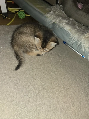 weibliche Katze