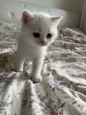 BKH katzen baby Bild 3