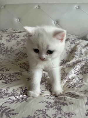 BKH katzen baby