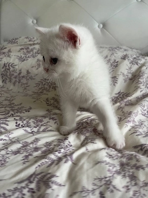 BKH katzen baby Bild 2