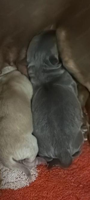 Chihuahua Deckrüde  Bild 8