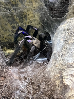 Chilobrachys natanicharum Adult 