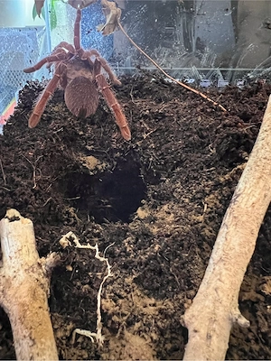 Pelinobius muticus 0.1 