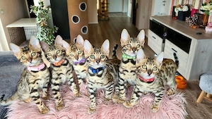 Reinrassiges Bengalkitten - abgabebereit! 
