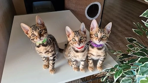 Reinrassiges Bengalkitten - abgabebereit! 