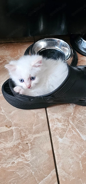 Katzen Kitten 