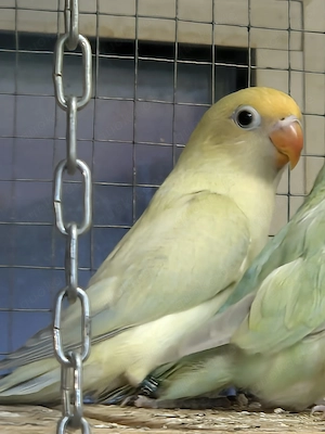 Agapornis nigrigenis - Rußköpfchen -Unzertrennliche - Lovebird