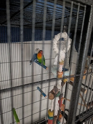 Agaporniden 