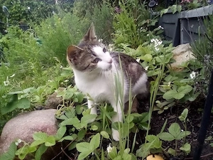 Wurzel   ein verrücktes Katerkind zum Verlieben