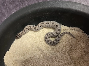 Heterodon nasicus westliche Hakennasennatter