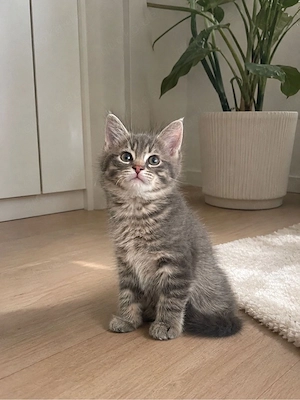 zuckersüßer BKH BLH Kitten-Bub sucht sein Für-immer-Zuhause     