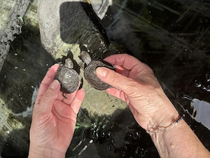 Emys Orbicularis - Europäische Sumpfschildkröte 
