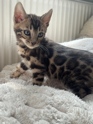 Schöne Bengal-Kitten zum Reservieren !