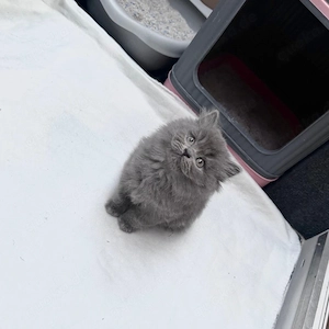 bkh perse kitten 