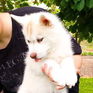 Sibirische Husky-Welpen 