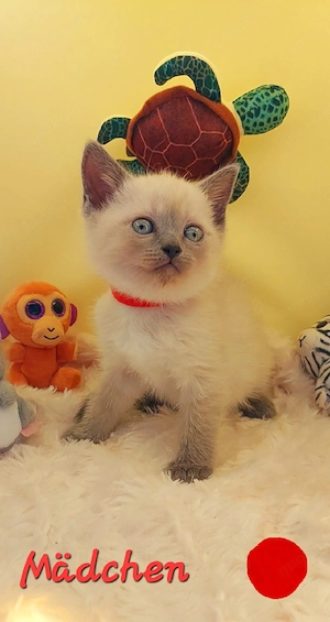 Bkh Mix Kitten 