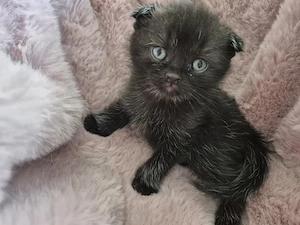 Baby Britisch kurzhaar
