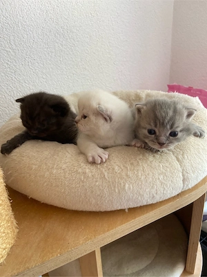 Süsse reinrassige BKH Kitten