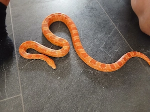 0.1 Kornnater 3JAHER mit Terrarium 