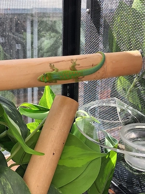 5.0 Phelsuma Pasteuri DNZ 2025 Bild 2