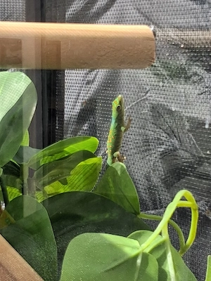 5.0 Phelsuma Pasteuri DNZ 2025 Bild 3