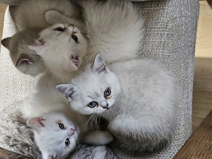 4 wunderschöne kleine BKH - BLH Eisbären  Bild 5