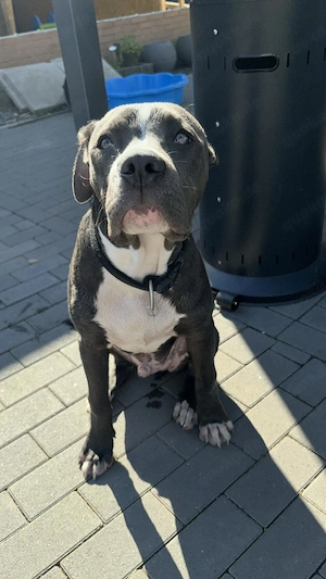 Odin sucht ein Zuhause auf lebenszeit