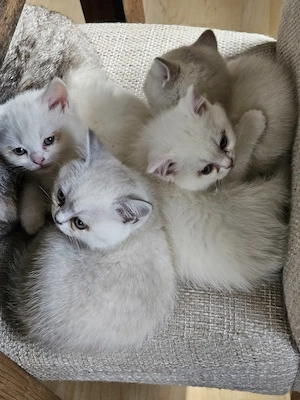4 wunderschöne kleine BKH - BLH Eisbären  Bild 6