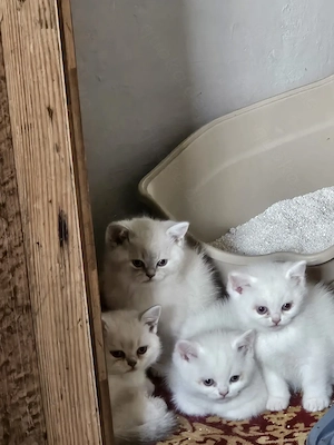 4 wunderschöne kleine BKH - BLH Eisbären  Bild 3