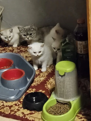 4 wunderschöne kleine Eisbären!