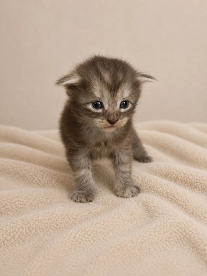 Reinrassige XL Maine coon Kitten 