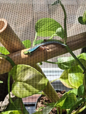 4.0 Phelsuma Klemmeri DNZ 2025