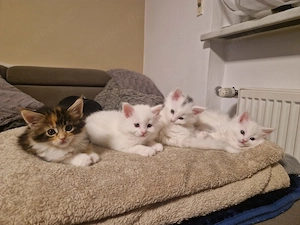 Maine coone Kitten