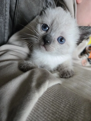 siam kitten Siambabys siamkitten 