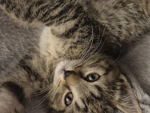 Drei wündwrschönen kitten 9 woche alt 
