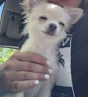 Süßer Chihuahua-Welpe 5 Monate 