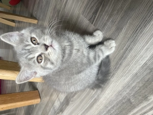 Britisch kurzhaar Kater Baby zu verkaufen  Bild 2