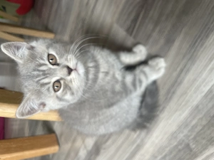 Britisch kurzhaar Kater Baby zu verkaufen 