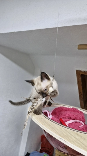 Siam seal point Kitten 