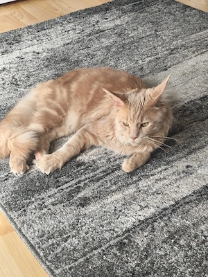 Deckkater Main Coon 