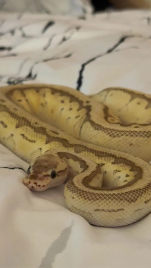 Königspyton 1.0 Butter Pastel Pinstripe