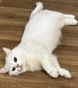 Britisch Kurzhaar-Katze 