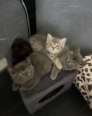 Unsere Bkk kitten suchen ein liebevolles zuhause 