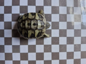 Landschildkröten
