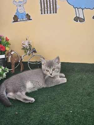 Britisch kirzhaar katze 