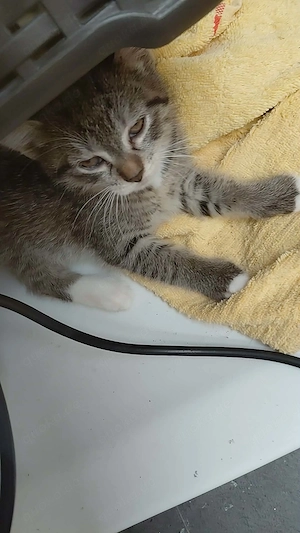 6 katzen suche ganz dringend ein neues Zuhause 