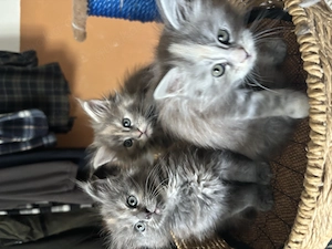 Main-Coon Baby Kätzchen Kater