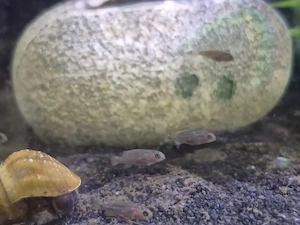 Pseudotropheus Saulosi Malawi Buntbarsche 