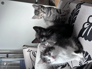 Katzenmädchen abzugeben schwarz weiß